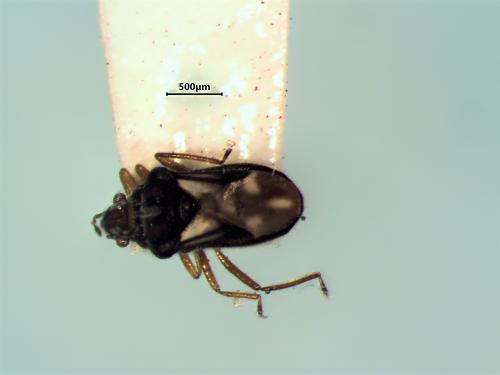Merragata hebroides